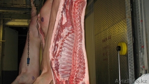 Мясо свинина в тушах, пром. забой  880 тенге за килограмм - Изображение #1, Объявление #1129269