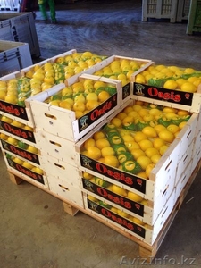 мандарины,апельсины,лимоны из Испании - Изображение #6, Объявление #1129256