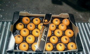 мандарины,апельсины,лимоны из Испании - Изображение #5, Объявление #1129256