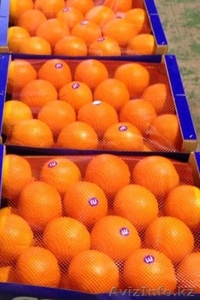 мандарины,апельсины,лимоны из Испании - Изображение #1, Объявление #1129256