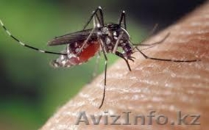 Уничтожение комаров в Алматы и Алматинской области - Изображение #2, Объявление #1131164