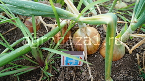Ранний лук оптом с фермерского хозяйства - Изображение #1, Объявление #1128421