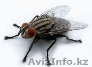 Уничтожение мух в Алматы и Алматинской области - Изображение #2, Объявление #1131160