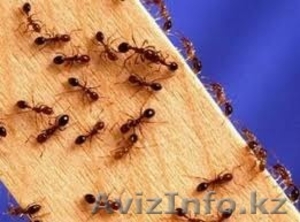 Уничтожение муравьев в Алматы и Алматинской области - Изображение #2, Объявление #1126802