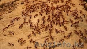 Уничтожение муравьев в Алматы и Алматинской области - Изображение #3, Объявление #1126802