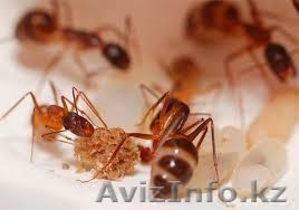 Уничтожение муравьев в Алматы и Алматинской области - Изображение #1, Объявление #1126802