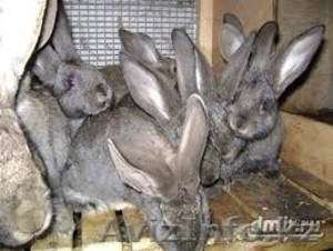 Кролики Фландеры - Изображение #1, Объявление #1142824