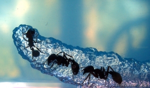 Аквариум для муравьев - Изображение #2, Объявление #1150499