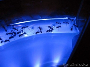 Аквариум для муравьев - Изображение #1, Объявление #1150499