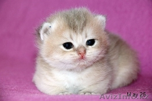 Котята золотого окраса