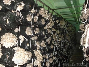 Организую производство по выращиванию грибов ( вешенки)  - Изображение #2, Объявление #1155372