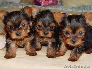  Мальчики йоркширского терьера