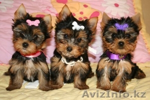 Очаровательные щеночки йоркширского терьера