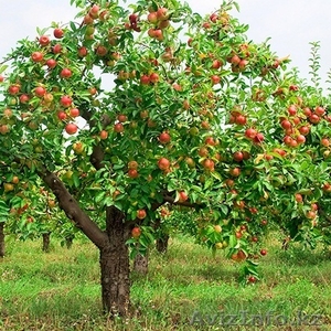 Обрезка плодовых деревьев - Изображение #1, Объявление #1179735