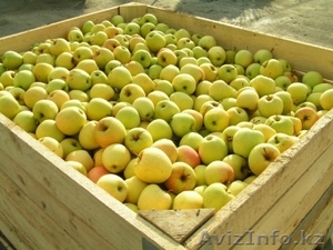 Продажа яблок в Алматы - Изображение #2, Объявление #1183753
