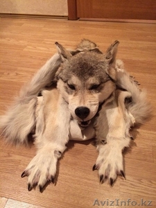 Шкура волка с головой - Изображение #1, Объявление #1197395