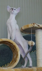 Сиамские котята из питомника "Амрита Марга" - Изображение #4, Объявление #1199297