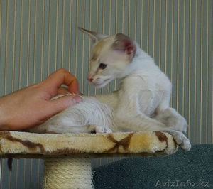 Сиамские котята из питомника "Амрита Марга" - Изображение #3, Объявление #1199297