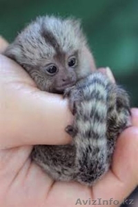  Главная Поднятый Marmoset Обезьяна