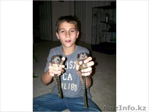  Мартышка Обезьяна