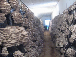 Организуем грибное производство  - Изображение #4, Объявление #1199266
