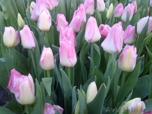 Тюльпаны оптом и в розницу к 8 марта - Изображение #7, Объявление #828308