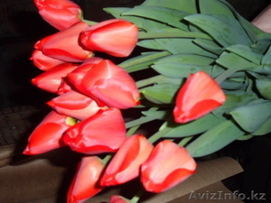 Тюльпаны оптом и в розницу к 8 марта - Изображение #8, Объявление #828308