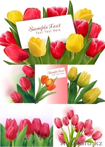 Цветы Тюльпаны по 150 тенге - Изображение #4, Объявление #1221120