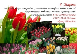 Доставка тюльпанов на 8 Марта - Изображение #1, Объявление #1222229