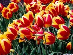 Цветы Тюльпаны по 150 тенге - Изображение #6, Объявление #1221120