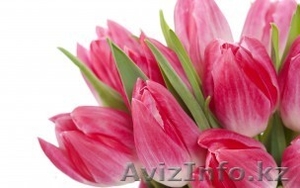 Цветы Тюльпаны по 150 тенге - Изображение #7, Объявление #1221120