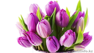 Цветы Тюльпаны по 150 тенге - Изображение #8, Объявление #1221120