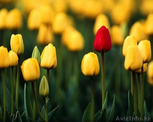 Цветы Тюльпаны по 150 тенге - Изображение #9, Объявление #1221120