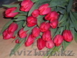 Цветы Тюльпаны по 150 тенге - Изображение #1, Объявление #1221120