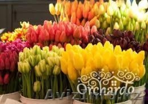 Продаю Тюльпаны к 8 Марта - Изображение #1, Объявление #1224201