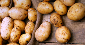 Продажа картошек из Белорусии - Изображение #1, Объявление #1221151