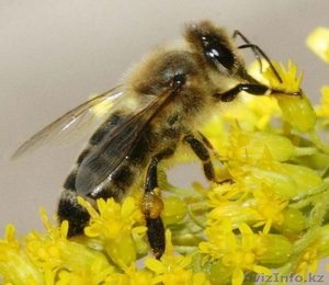 Продам пчёл Карпатка - Изображение #1, Объявление #1218316