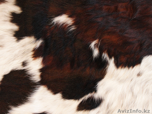 Продам шкуру из коровы(Аргентина) на пол. - Изображение #2, Объявление #1219086