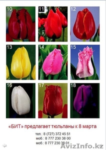Тюльпаны на 8-е марта Алматы - Изображение #2, Объявление #1221634