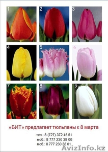 Тюльпаны на 8-е марта Алматы - Изображение #1, Объявление #1221634