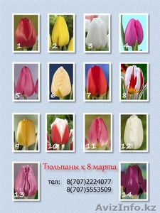 Голландские тюльпаны! - Изображение #4, Объявление #1223034