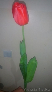 Цветы - Тюльпаны - Изображение #3, Объявление #1230729