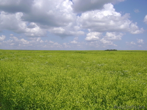 Семена желтого донника