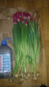 Цветы - Тюльпаны - Изображение #5, Объявление #1230729