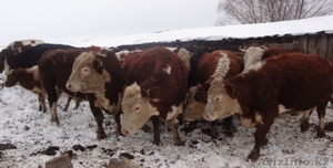 Стадо КРС 110 голов.