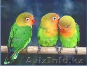 продаются попугаи разных видов - Изображение #3, Объявление #1247389
