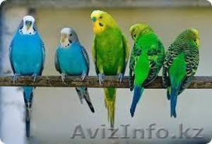 продаются попугаи разных видов - Изображение #1, Объявление #1247389