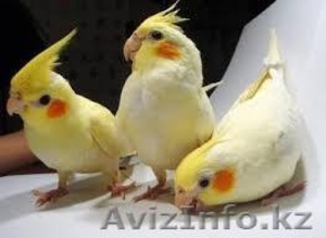 продаются попугаи разных видов - Изображение #2, Объявление #1247389