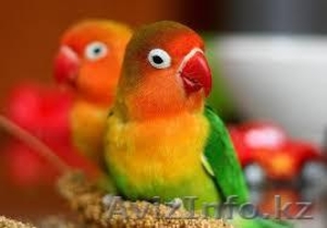 продаются попугаи разных видов - Изображение #4, Объявление #1247389