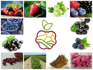 саженцы плодовых и ягодных культур - Изображение #1, Объявление #1249069